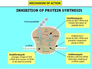 MECHANISM OF ACTION
 