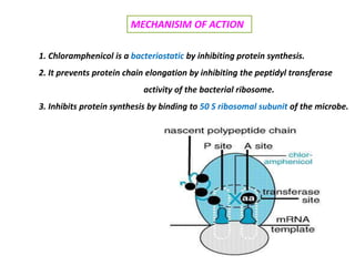 1. Chloramphenicol is a bacteriostatic by inhibiting protein synthesis.
2. It prevents protein chain elongation by inhibiting the peptidyl transferase
activity of the bacterial ribosome.
3. Inhibits protein synthesis by binding to 50 S ribosomal subunit of the microbe.
MECHANISIM OF ACTION
 