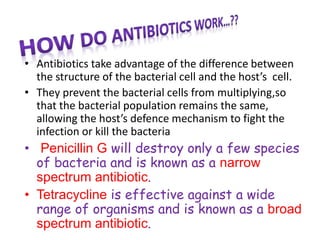 • Antibiotics take advantage of the difference between
the structure of the bacterial cell and the host’s cell.
• They prevent the bacterial cells from multiplying,so
that the bacterial population remains the same,
allowing the host’s defence mechanism to fight the
infection or kill the bacteria
• Penicillin G will destroy only a few species
of bacteria and is known as a narrow
spectrum antibiotic.
• Tetracycline is effective against a wide
range of organisms and is known as a broad
spectrum antibiotic.
 