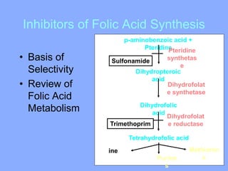 Inhibitors of Folic Acid Synthesis
• Basis of
Selectivity
• Review of
Folic Acid
Metabolism
p-aminobenzoic acid +
Pteridine
Dihydropteroic
acid
Dihydrofolic
acid
Tetrahydrofolic acid
Pteridine
synthetas
e
Dihydrofolat
e synthetase
Dihydrofolat
e reductase
ine
Purine
s
Methionin
e
Trimethoprim
Sulfonamide
 
