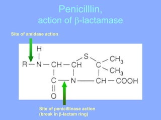 Penicilllin,
action of b-lactamase
Site of amidase action
Site of penicillinase action
(break in b-lactam ring)
 
