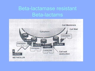 Beta-lactamase resistant
Beta-lactams
 