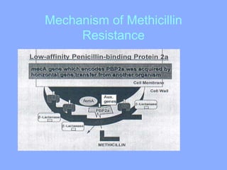 Mechanism of Methicillin
Resistance
 