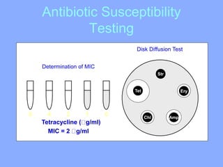 Antibiotic Susceptibility
Testing
8 4 02 1
Tetracycline ( g/ml)
MIC = 2 g/ml
Determination of MIC
Chl Amp
Ery
Str
Tet
Disk Diffusion Test
 