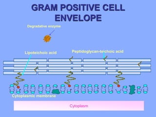 Cytoplasm
Lipoteichoic acid Peptidoglycan-teichoic acid
Cytoplasmic membrane
GRAM POSITIVE CELL
ENVELOPE
Degradative enzyme
 