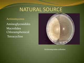 NATURAL SOURCE
Aminoglycosiddes
Macrolides
Chloramphenicol
Tetracycline
Actinomycetes colonies
Actinomycetes
 