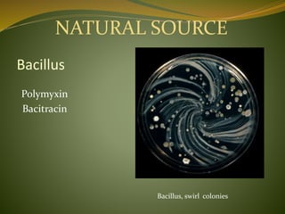Bacillus
Polymyxin
Bacitracin
Bacillus, swirl colonies
NATURAL SOURCE
 