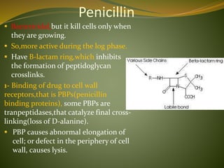 Penicillin
 Bactericidal,but it kill cells only when
they are growing.
 So,more active during the log phase.
 Have B-lactam ring,which inhibits
the formation of peptidoglycan
crosslinks.
1- Binding of drug to cell wall
receptors,that is PBPs(penicillin
binding proteins), some PBPs are
tranpeptidases,that catalyze final cross-
linking(loss of D-alanine).
 PBP causes abnormal elongation of
cell; or defect in the periphery of cell
wall, causes lysis.
 