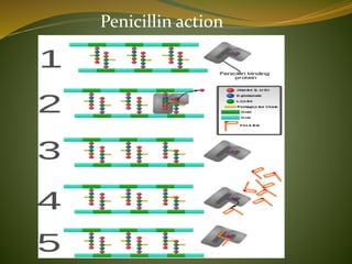 Penicillin action
 