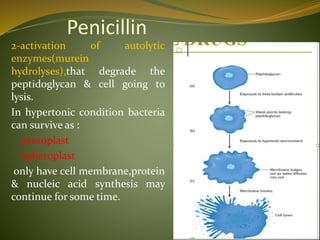 Penicillin
2-activation of autolytic
enzymes(murein
hydrolyses),that degrade the
peptidoglycan & cell going to
lysis.
In hypertonic condition bacteria
can survive as :
protoplast
spheroplast
only have cell membrane,protein
& nucleic acid synthesis may
continue for some time.
 