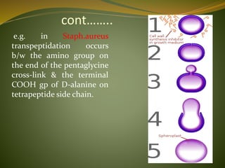 cont……..
e.g. in Staph.aureus
transpeptidation occurs
b/w the amino group on
the end of the pentaglycine
cross-link & the terminal
COOH gp of D-alanine on
tetrapeptide side chain.
 