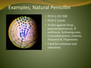 Examples; Natural Penicillin
 PCN G (IV/IM)
 PCN V (Oral)
 Active against Strep.,
peptostreptococcus, B
anthracis, Actinomycosis,
Corynebacterium, Listeria,
Neisseria & Treponema.
 Used for common oral
infections.
 