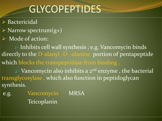 GLYCOPEPTIDES
 Bactericidal
 Narrow spectrum(g+)
 Mode of action:
1- Inhibits cell wall synthesis ; e.g. Vancomycin binds
directly to the D-alanyl -D –alanine portion of pentapeptide
which blocks the transpeptidase from binding .
2- Vancomycin also inhibits a 2nd enzyme , the bacterial
transglycosylase , which also function in peptidoglycan
synthesis.
e.g. Vancomycin MRSA
Teicoplanin
 