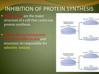 INHIBITION OF PROTEIN SYNTHESIS
 Ribosomes are the major
structure of a cell that caries out
protein synthesis.
 Eukaryotic and prokaryotic
ribosomes differ in size and
structure; its responsible for
selective toxicity.
 
