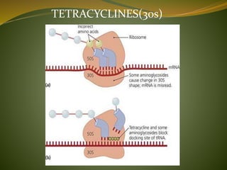 TETRACYCLINES(30s)
 