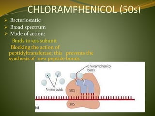 CHLORAMPHENICOL (50s)
 Bacteriostatic
 Broad spectrum
 Mode of action:
Binds to 50s subunit
Blocking the action of
peptidyltransferase; this prevents the
synthesis of new peptide bonds.
 