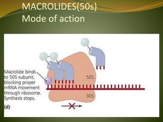 MACROLIDES(50s)
Mode of action
 