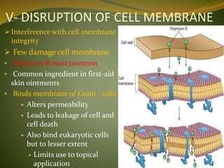 V- DISRUPTION OF CELL MEMBRANE
 Interference with cell membrane
integrity
 Few damage cell membrane
• Polymixn B most common
• Common ingredient in first-aid
skin ointments
• Binds membrane of Gram - cells
 Alters permeability
 Leads to leakage of cell and
cell death
 Also bind eukaryotic cells
but to lesser extent
 Limits use to topical
application
 