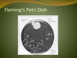 Fleming’s Petri Dish
 