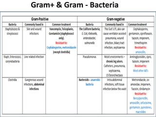 Gram+ & Gram - Bacteria
 