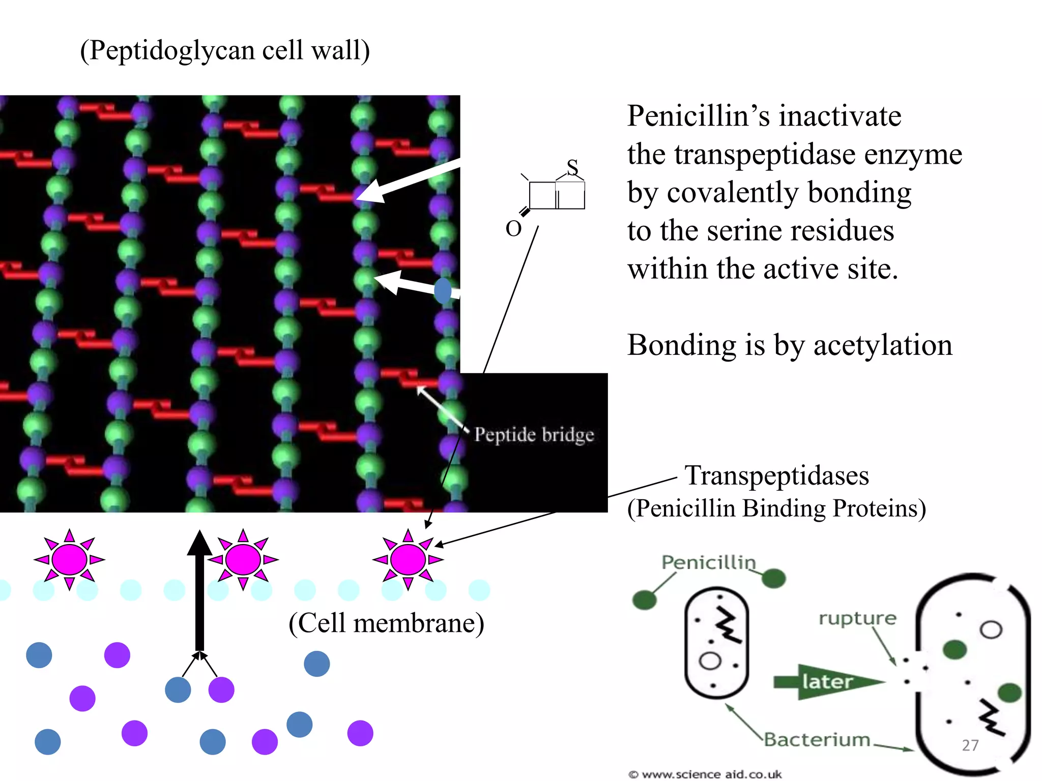 Transpeptidation Antibiotics | PPTX