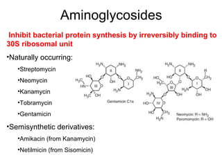 Aminoglycosides
Inhibit bacterial protein synthesis by irreversibly binding to
30S ribosomal unit
•Naturally occurring:
•Streptomycin
•Neomycin
•Kanamycin
•Tobramycin
•Gentamicin
•Semisynthetic derivatives:
•Amikacin (from Kanamycin)
•Netilmicin (from Sisomicin)
 