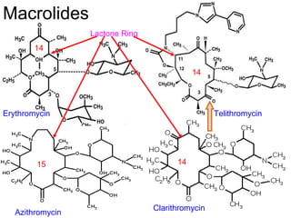 Macrolides
Erythromycin Telithromycin
Clarithromycin
Lactone Ring
Azithromycin
15
14
14
14
 