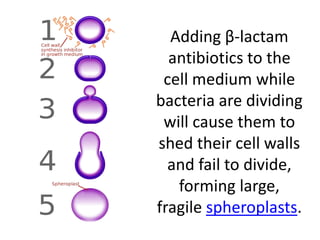 Adding β-lactam
antibiotics to the
cell medium while
bacteria are dividing
will cause them to
shed their cell walls
and fail to divide,
forming large,
fragile spheroplasts.
 