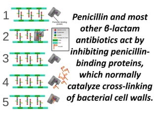 Penicillin and most
other β-lactam
antibiotics act by
inhibiting penicillin-
binding proteins,
which normally
catalyze cross-linking
of bacterial cell walls.
 