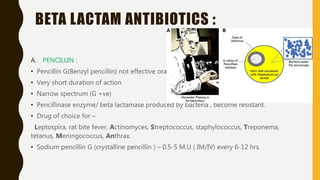 BETA LACTAM ANTIBIOTICS :
A. PENCILLIN :
• Pencillin G(Benzyl pencillin) not effective orally.
• Very short duration of action
• Narrow spectrum (G +ve)
• Pencillinase enzyme/ beta lactamase produced by bacteria , become resistant.
• Drug of choice for –
Leptospira, rat bite fever, Actinomyces, Streptococcus, staphylococcus, Treponema,
tetanus, Meningococcus, Anthrax.
• Sodium pencillin G (crystalline pencillin ) – 0.5-5 M.U ( IM/IV) every 6-12 hrs.
 