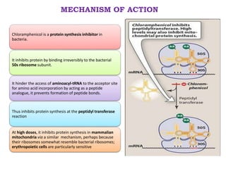 MECHANISM OF ACTION
Chloramphenicol is a protein synthesis inhibitor in
bacteria.
It inhibits protein by binding irreversibly to the bacterial
50s ribosome subunit.
It hinder the access of aminoacyl-tRNA to the acceptor site
for amino acid incorporation by acting as a peptide
analogue, it prevents formation of peptide bonds.
Thus inhibits protein synthesis at the peptidyl transferase
reaction
At high doses, it inhibits protein synthesis in mammalian
mitochondria via a similar mechanism, perhaps because
their ribosomes somewhat resemble bacterial ribosomes;
erythropoietic cells are particularly sensitive
 