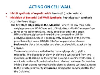ACTING ON CELL WALL
Inhibit synthesis of mycolic acids. Isoniazid (bacteriostatic).
Inhibition of Bacterial Cell Wall Synthesis: Peptidoglycan synthesis
occurs in three stages.
The first stage takes place in the cytoplasm, where the low-molecular-
weight precursors UDP-GlcAc and UDP-MurNAc-L-Ala-D-Glu-meso-Dap-
D-Ala-D-Ala are synthesized. Many antibiotics affect this stage.
•
•
–
UTP and N-acetylglucosamine α-1-P are converted to UDP-N-
acetylglucosamine, which is subsequently converted by the enzyme
phosphoenolpyruvate: UDP-GIcNAc-3-enol-pyruvyltransferase.
Fosfomycins block this transfer by a direct nucleophilic attack on the
enzyme.
Three amino acids are added to the muramyl peptide to yield a
tripeptide. The dipeptide D-alanyl-D-alanine is synthesized from two
molecules of D-alanine by the enzyme D-alanyl-D-alanine synthetase. D-
Alanine is produced from L-alanine by an alanine racemase. Cycloserine
inhibits both alanine racemase and D-alanyl-D-alanine synthetase, owing
to the structural similarity cycloserine binds to the enzymes better than
the D-alanine.
–
 