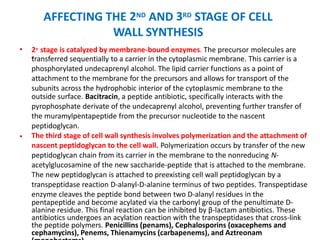 AFFECTING THE 2ND AND 3RD STAGE OF CELL
WALL SYNTHESIS
• 2n
d
stage is catalyzed by membrane-bound enzymes. The precursor molecules are
transferred sequentially to a carrier in the cytoplasmic membrane. This carrier is a
phosphorylated undecaprenyl alcohol. The lipid carrier functions as a point of
attachment to the membrane for the precursors and allows for transport of the
subunits across the hydrophobic interior of the cytoplasmic membrane to the
outside surface. Bacitracin, a peptide antibiotic, specifically interacts with the
pyrophosphate derivate of the undecaprenyl alcohol, preventing further transfer of
the muramylpentapeptide from the precursor nucleotide to the nascent
peptidoglycan.
The third stage of cell wall synthesis involves polymerization and the attachment of
nascent peptidoglycan to the cell wall. Polymerization occurs by transfer of the new
peptidoglycan chain from its carrier in the membrane to the nonreducing N-
acetylglucosamine of the new saccharide-peptide that is attached to the membrane.
The new peptidoglycan is attached to preexisting cell wall peptidoglycan by a
transpeptidase reaction D-alanyl-D-alanine terminus of two peptides. Transpeptidase
enzyme cleaves the peptide bond between two D-alanyl residues in the
pentapeptide and become acylated via the carbonyl group of the penultimate D-
alanine residue. This final reaction can be inhibited by β-lactam antibiotics. These
antibiotics undergoes an acylation reaction with the transpeptidases that cross-link
the peptide polymers. Penicillins (penams), Cephalosporins (oxacephems and
cephamycins), Penems, Thienamycins (carbapenems), and Aztreonam
•
 