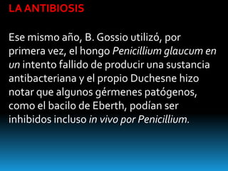 LA ANTIBIOSIS

Ese mismo año, B. Gossio utilizó, por
primera vez, el hongo Penicillium glaucum en
un intento fallido de producir una sustancia
antibacteriana y el propio Duchesne hizo
notar que algunos gérmenes patógenos,
como el bacilo de Eberth, podían ser
inhibidos incluso in vivo por Penicillium.
 