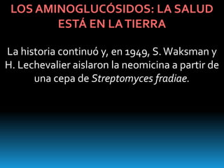 LOS AMINOGLUCÓSIDOS: LA SALUD
        ESTÁ EN LA TIERRA

La historia continuó y, en 1949, S. Waksman y
H. Lechevalier aislaron la neomicina a partir de
      una cepa de Streptomyces fradiae.
 