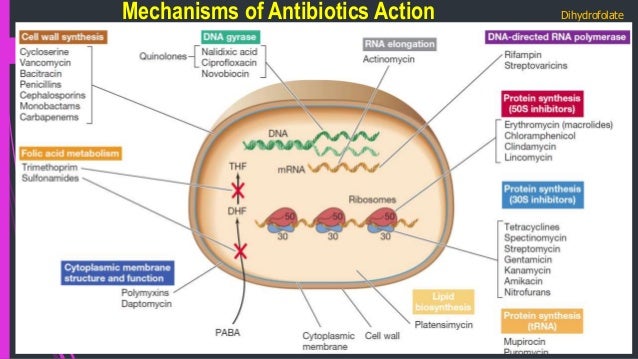 Mode Of Action Erythromycin