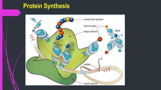 Protein Synthesis
 