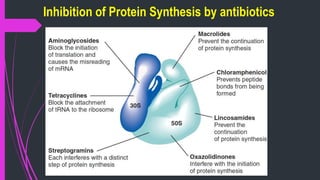 Inhibition of Protein Synthesis by antibiotics
 