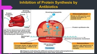 Inhibition of Protein Synthesis by
Antibiotics
Figure 20.4
 
