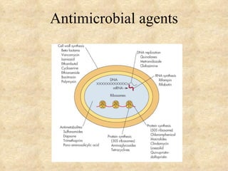 Antimicrobial agents
 