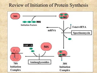 Review of Initiation of Protein Synthesis
                                         1 3
  30S                                    2 GTP

             1    2    3 GTP
         Initiation Factors
                                                     f-met-tRNA
                                 mRNA
                                                     Spectinomycin

                                                 3

             GDP + Pi
                   2
                               50S
   P A
                       1                1
                                        2 GTP


   70S            Aminoglycosides
                                           30S
Initiation                              Initiation
Complex                                 Complex
 