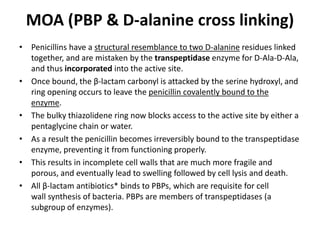 MOA (PBP & D-alanine cross linking)
• Penicillins have a structural resemblance to two D-alanine residues linked
together, and are mistaken by the transpeptidase enzyme for D-Ala-D-Ala,
and thus incorporated into the active site.
• Once bound, the β-lactam carbonyl is attacked by the serine hydroxyl, and
ring opening occurs to leave the penicillin covalently bound to the
enzyme.
• The bulky thiazolidene ring now blocks access to the active site by either a
pentaglycine chain or water.
• As a result the penicillin becomes irreversibly bound to the transpeptidase
enzyme, preventing it from functioning properly.
• This results in incomplete cell walls that are much more fragile and
porous, and eventually lead to swelling followed by cell lysis and death.
• All β-lactam antibiotics* binds to PBPs, which are requisite for cell
wall synthesis of bacteria. PBPs are members of transpeptidases (a
subgroup of enzymes).
 