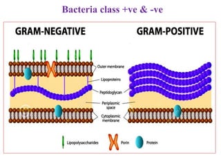 Bacteria class +ve & -ve
 