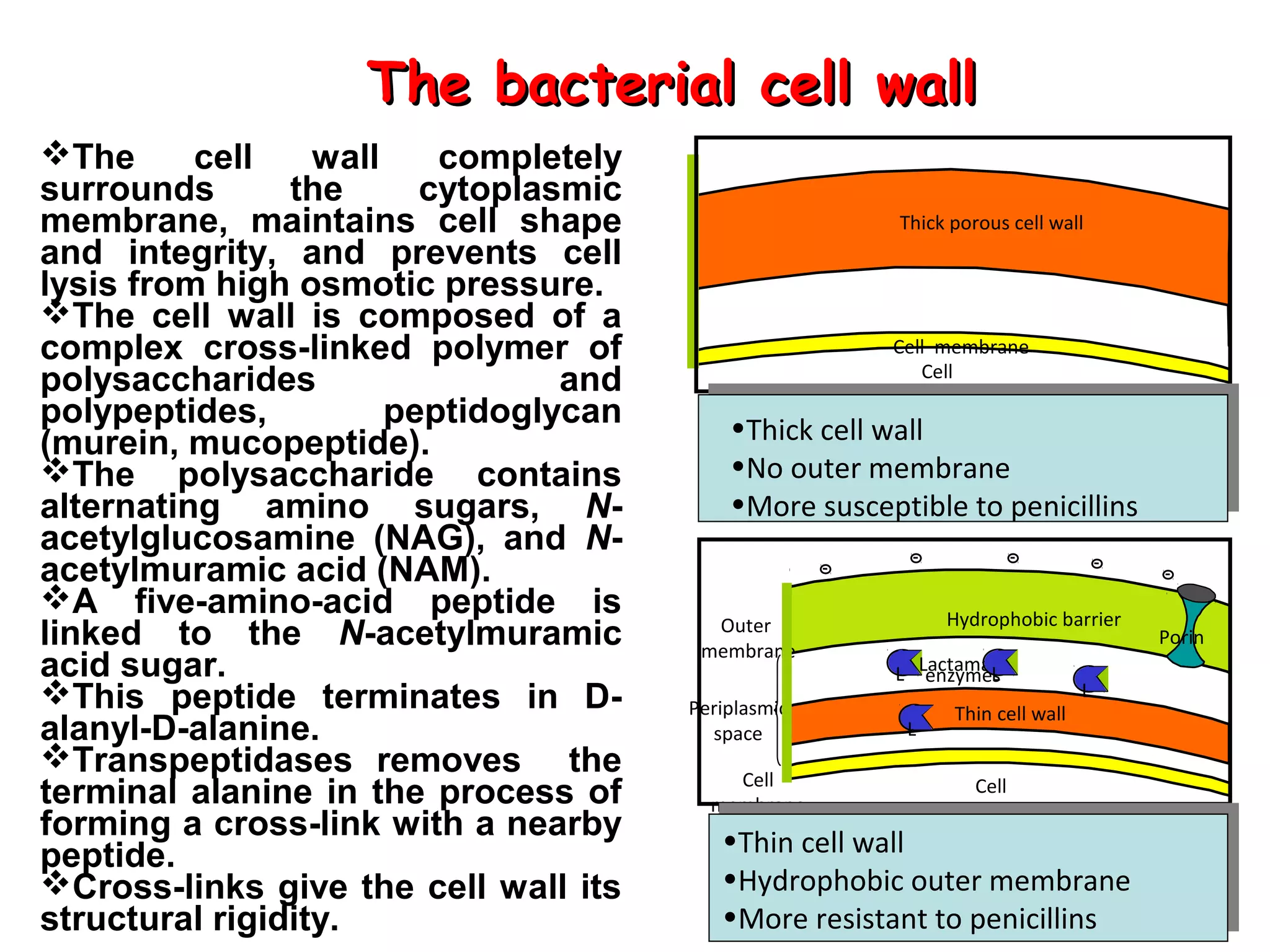 Antibiotics acting on cell wall 1 penicillins 03-05-2018 | PPT