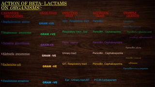 ACTION OF BETA- LACTAMS
ON ORGANISMS:-
CAUSATIVE
ORGANISMS
1.Staphylococcus aureus
2.Streptococcus pneumoniae
3.Neisseria gonorrhoeae
4.Klebsiella pneumoniae
5.Escherichia coli
6.Pseudomonas aeruginosa
GRAM STAIN
GRAM +VE
GRAM +VE
GRAM-VE
GRAM -VE
GRAM -VE
GRAM –VE
INFECTION
SITES
Skin , Respiratory tract
Respiratory tract , Ear
Penis, Vagina
Urinary tract
GIT, Respiratory tract
Ear , Urinary tract,RT
ANTIBIOTIC
CLASS
Penicillin
Penicillin , Cephalosporins
Penicillin ,Cephalosporins
Penicillin , Cephalosporins
Penicillin ,Cephalosporins
P,C,M,Carbapenem
EXAMPLS
(AGENTS)
Vancomycin ,
Amoxicillin+Clavulanic acid
Penicillin-G, Cefuroxime axetil
penicillin-g, cefuroximeaxetil
Piperacillin, cefixime
Amoxicillin + clavulanic acid,
ceftriaxone
Piperacillin+tazobactam,imipenem
 