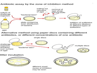 Antibiotic sensitivity test PPT by Dr.C.P.PRINCE | PPTX