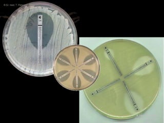 K Hari Krishnan 
Tirunelveli Medical 
College 
 