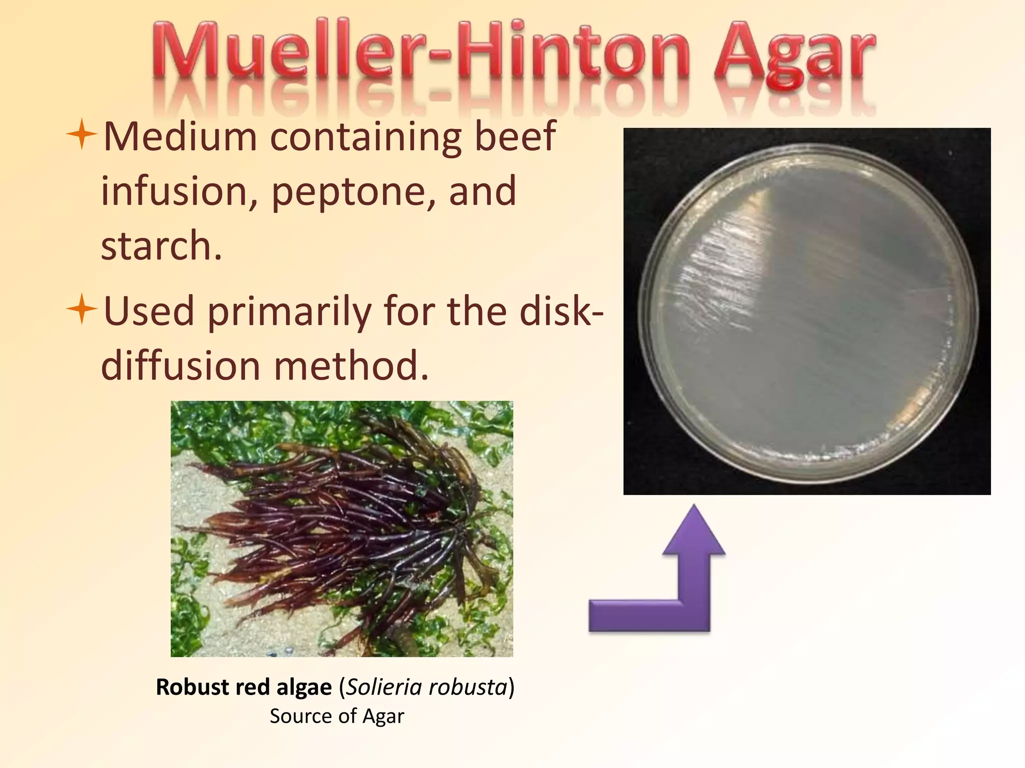 Medium containing beef
infusion, peptone, and
starch.
Used primarily for the disk-
diffusion method.
Robust red algae (Solieria robusta)
Source of Agar
 