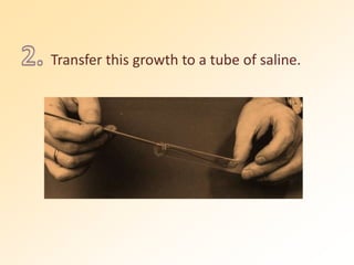 Transfer this growth to a tube of saline.
 