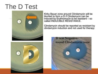 D test Negative-
round Clindamycin zone
Kirby Bauer zone around Clindamycin will beKirby Bauer zone around Clindamycin will be
blunted to form a D if Clindamycin can beblunted to form a D if Clindamycin can be
induced by Erythromycin to be resistant – soinduced by Erythromycin to be resistant – so
called INDUCIBLE RESISTANCE.called INDUCIBLE RESISTANCE.
Clindamycin should be reported as resistant byClindamycin should be reported as resistant by
clindamycin induction and not used for therapyclindamycin induction and not used for therapy
The D Test
 